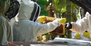 Pacific Islands Papua New Guinea Beekeeping Honey