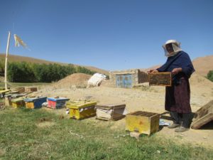 afghanistan beekeeper beekeeping women gender barefoot college