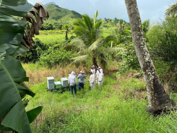pacific islands Fiji women beehive honey