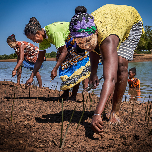 Rural women in Madagascar work with the land together. Empowering rural women is essential to ensure that women like this can thrive. They wear bright colours and there is a backdrop of sea and sky. They are bending down planting mangrove trees.