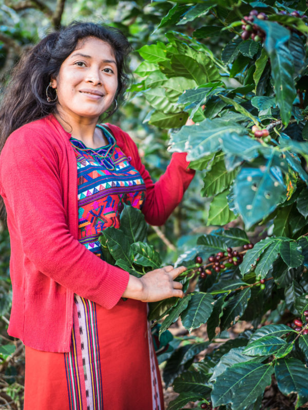 coffee women organic guatemala xecotz