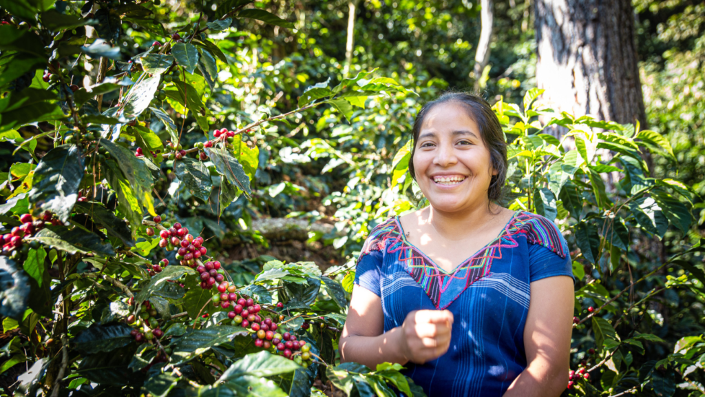 A rural woman coffee farmer supported by Barefoot College International picks coffee beans in rural Guatemala